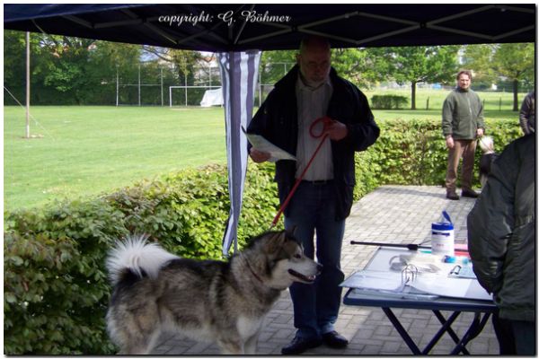 Zuchtzulassung 2010 014.JPG